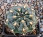 Gymnocalycium capillaense