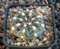 Gymnocalycium capillaense