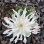 Gymnocalycium damsii GH254-436