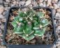 Gymnocalycium damsii GH254-436