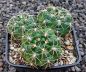 Gymnocalycium denudatum