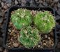 Gymnocalycium denudatum