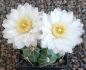 Gymnocalycium denudatum