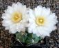 Gymnocalycium denudatum
