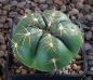 Gymnocalycium denudatum
