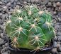Gymnocalycium denudatum