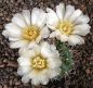 Gymnocalycium gibbosum