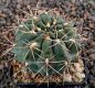 Gymnocalycium gibbosum