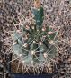 Gymnocalycium gibbosum