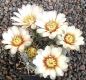 Gymnocalycium gibbosum