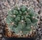Gymnocalycium gibbosum
