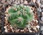 Gymnocalycium gibbosum