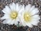 Gymnocalycium gibbosum ferox WP49-62