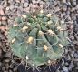 Gymnocalycium gibbosum ferox WP49-62