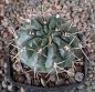 Gymnocalycium gibbosum Rio Chubut
