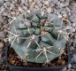 Gymnocalycium gibbosum Rio Chubut SAR513