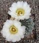 Gymnocalycium gibbosum Rio Chubut SAR513
