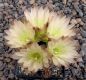 Gymnocalycium mesopotamicum P241