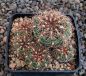 Gymnocalycium mesopotamicum P241