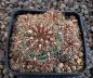 Gymnocalycium mesopotamicum P241