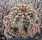 Gymnocalycium mesopotamicum P241