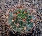 Gymnocalycium neuhuberi