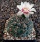 Gymnocalycium odoratum