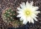 Gymnocalycium platense