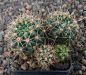 Gymnocalycium platense