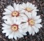 Gymnocalycium quehlianum P197