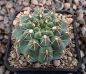 Gymnocalycium quehlianum P197