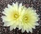Gymnocalycium schatzlianum