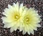 Gymnocalycium schatzlianum