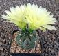 Gymnocalycium schatzlianum