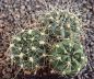 Gymnocalycium schatzlianum