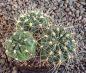 Gymnocalycium schatzlianum
