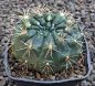 Gymnocalycium schatzlianum