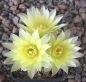 Gymnocalycium schatzlianum