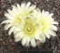 Gymnocalycium schatzlianum