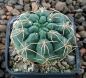 Gymnocalycium uebelmannianus R141