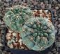 Gymnocalycium uebelmannianum R141