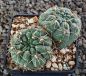 Gymnocalycium uebelmannianum R141