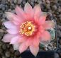 Gymnocalycium uebelmannianus R141