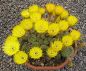 Lobivia arachnacantha mairana