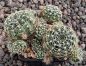 Lobivia arachnacantha mairana