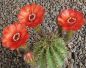 Lobivia dobeana