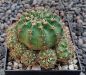 Lobivia dobeana