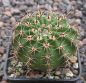 Lobivia dobeana