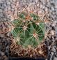 Lobivia jajoiana fleischeriana WR580