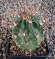 Lobivia jajoiana fleischeriana WR580